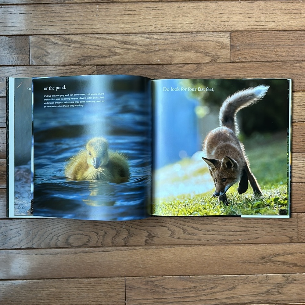 🦊 NEW How To Find A Fox Book Hardcover by Kate Gardner kids book bedtime story - Picture 5 of 13